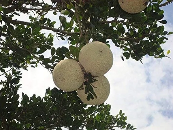Wood_Apple_Plant_|_Grafted_and_Hybrid_Plants