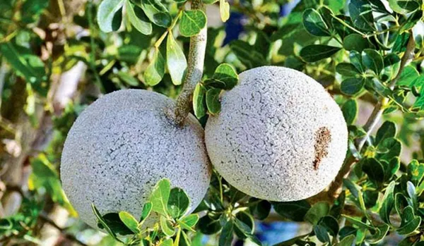 Wood_Apple_Plant_|_Grafted_and_Hybrid_Plants