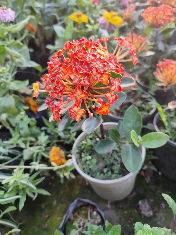 Thai_Ixora_Live_Plant