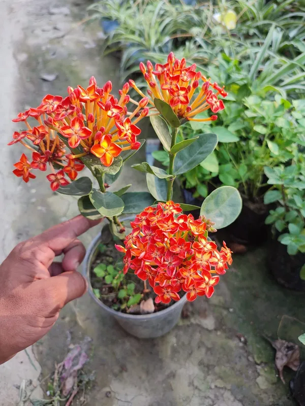 Thai_Ixora_Live_Plant