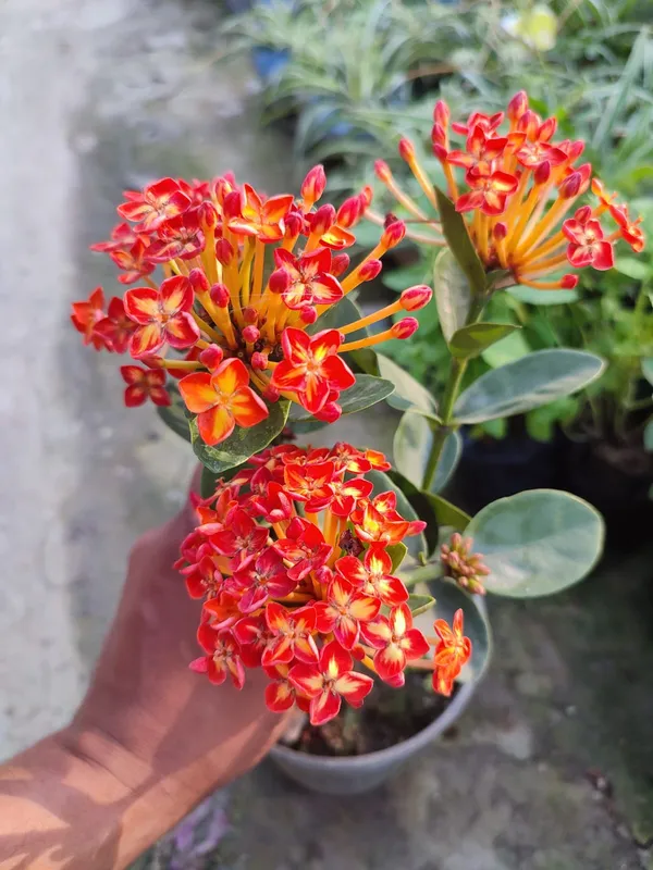 Thai_Ixora_Live_Plant