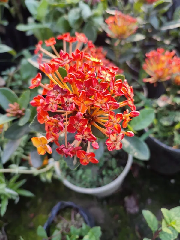 Thai_Ixora_Live_Plant