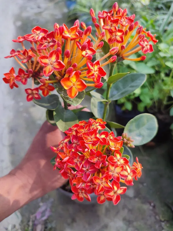 Thai_Ixora_Live_Plant