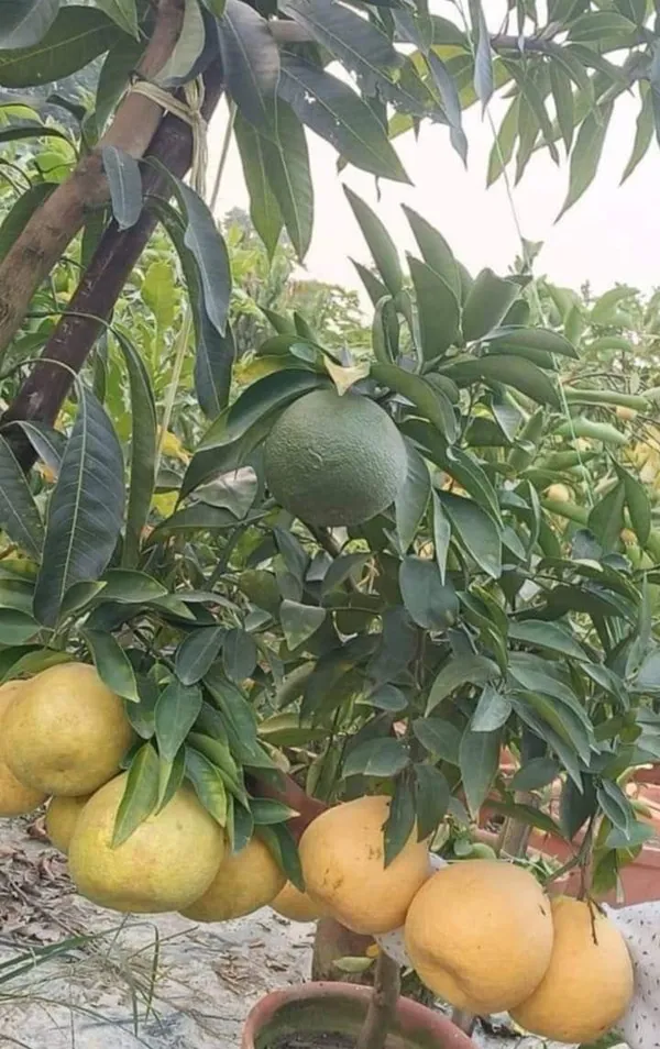 All_time_Malta_Plant_|_Grafted_and_Hybrid_Plants