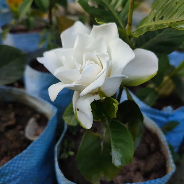 Gaint_White_Gardenia_flower_plant