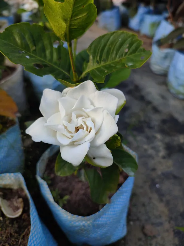 Gaint_White_Gardenia_flower_plant