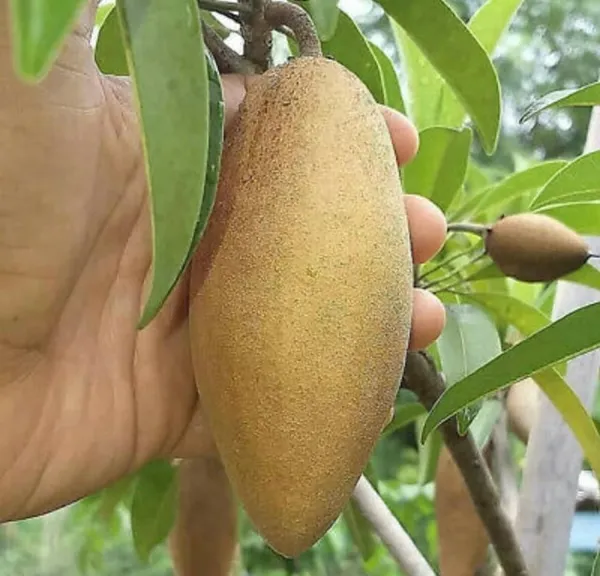 Thai_Chiku_Plant_|_Grafted_and_Hybrid_Plant