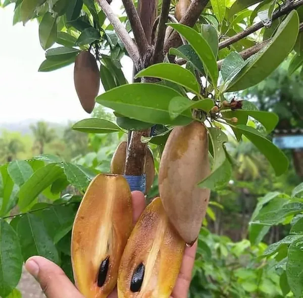 Thai_Chiku_Plant_|_Grafted_and_Hybrid_Plant