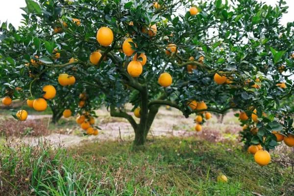 Cara_Navel_Orange_|_Grafted_and_Hybrid_Plants