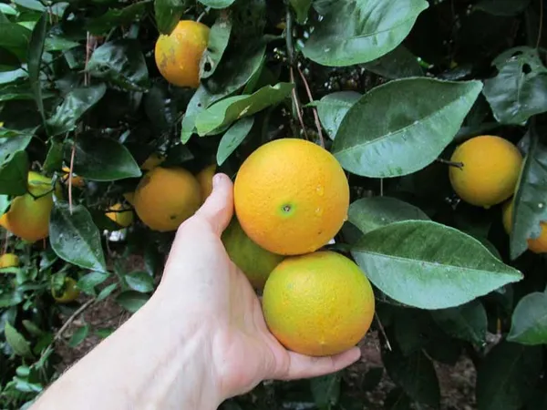 Cara_Navel_Orange_|_Grafted_and_Hybrid_Plants