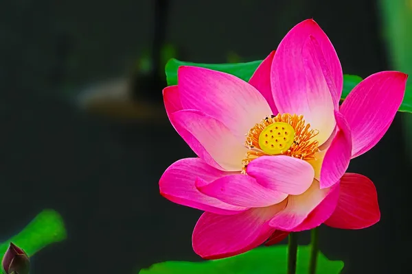 Asiatic_Lotus(Tuber)
