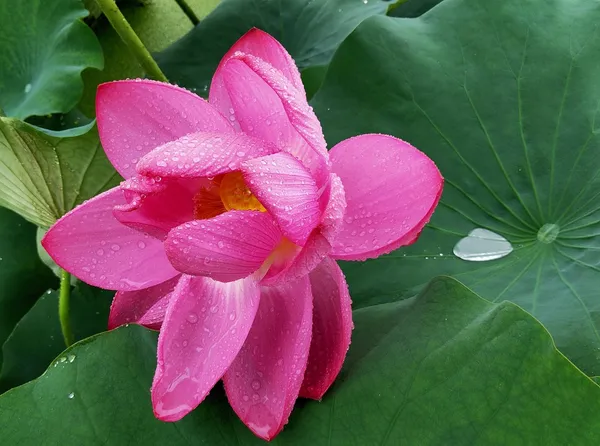 Asiatic_Lotus(Tuber)