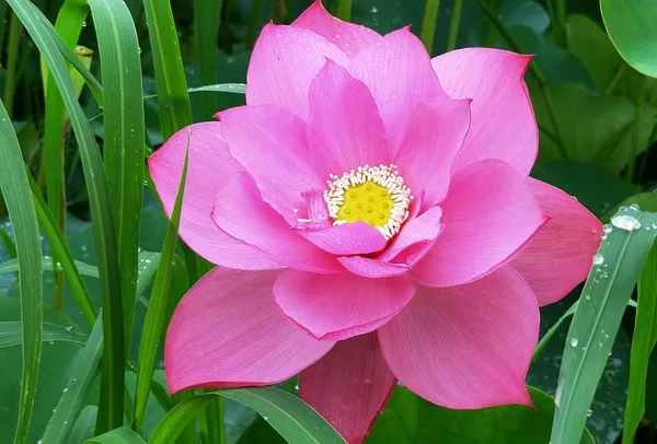 Asiatic_Lotus(Tuber)