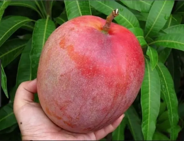 Australian_R2_E2_Mango_|_Grafted_and_Hybrid_Plants
