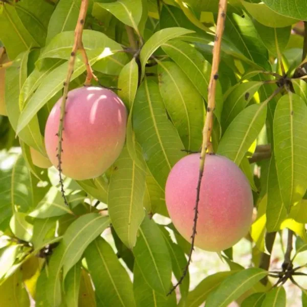 Australian_R2_E2_Mango_|_Grafted_and_Hybrid_Plants