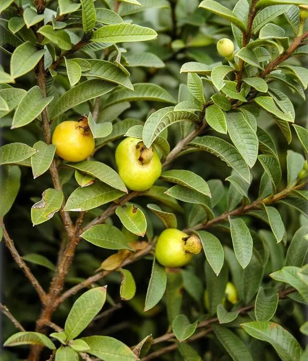 Chinese_Guava_Plant_|_Grafted_and_Hybrid_Plants