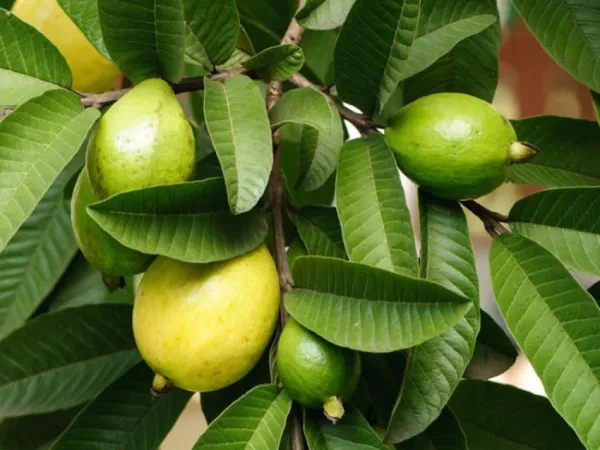 Chinese_Guava_Plant_|_Grafted_and_Hybrid_Plants