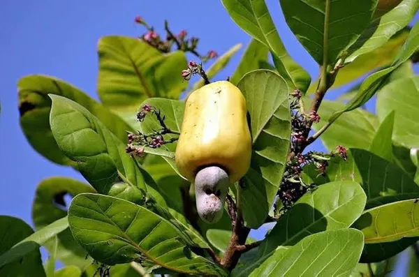 Kaju_Plant_Dwarf_|_Grafted_and_Hybrid_Plants