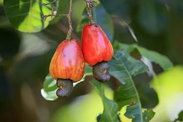 Kaju_Plant_Dwarf_|_Grafted_and_Hybrid_Plants
