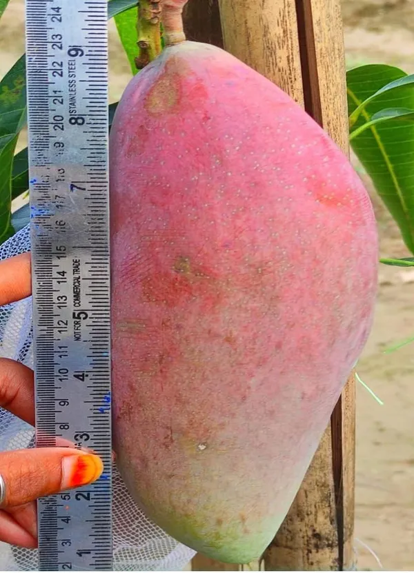 King_of_Chakapath_Mango_|_Grafted_and_Hybrid_Plants