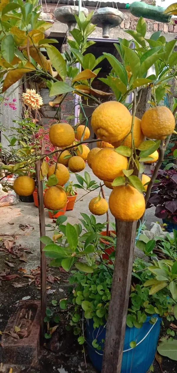 Darjeeling_Gaint_Orange_|_Grafted_and_Hybrid_Plants