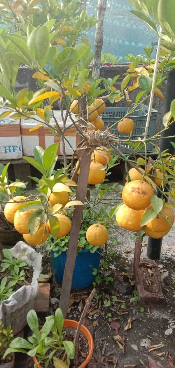 Darjeeling_Gaint_Orange_|_Grafted_and_Hybrid_Plants