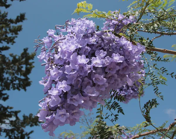 Rosea_Blue_Grafted