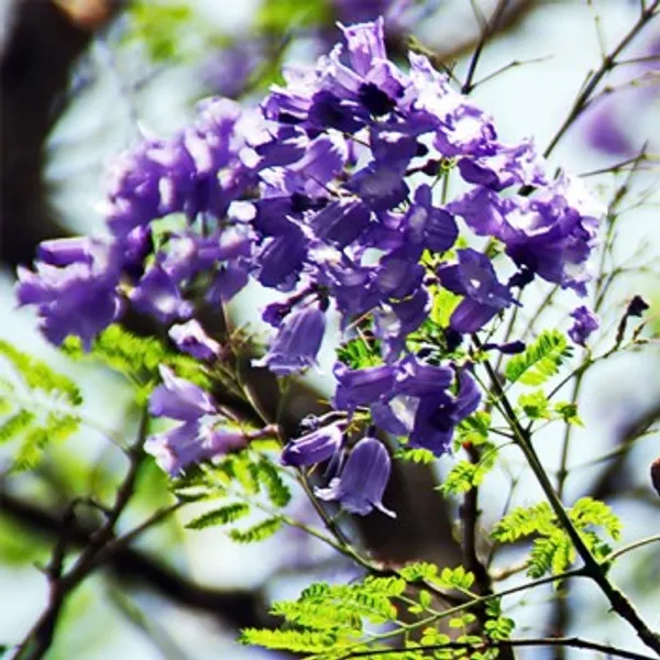 Rosea_Blue_Grafted