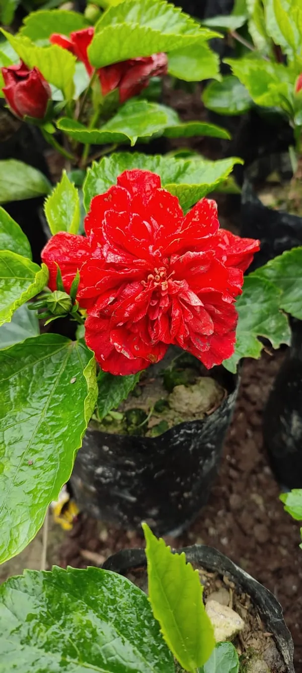 Red_Daffodil_Hibiscus