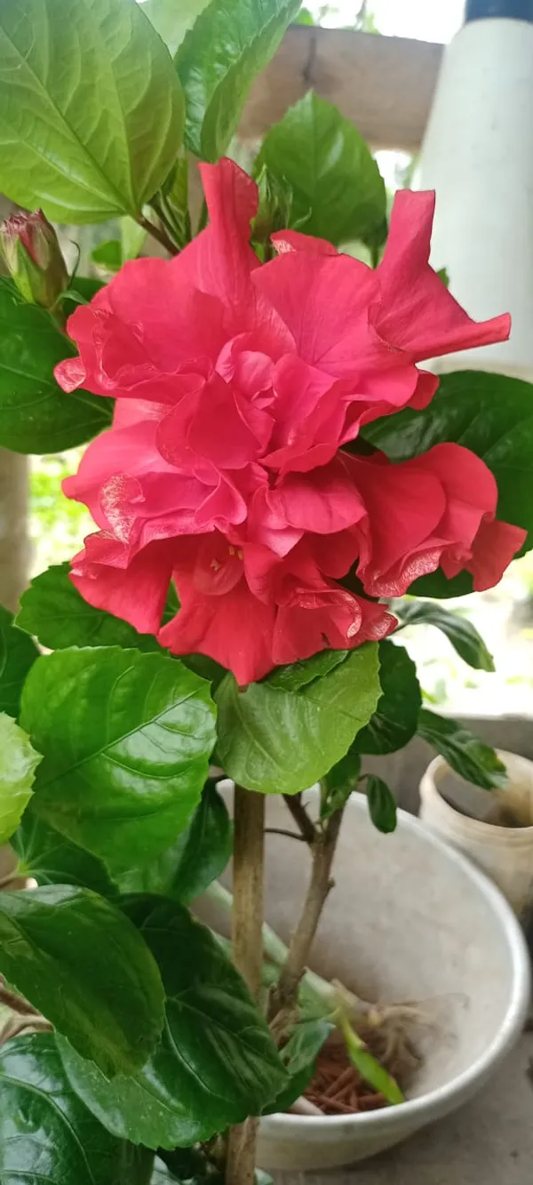 Red_Daffodil_Hibiscus
