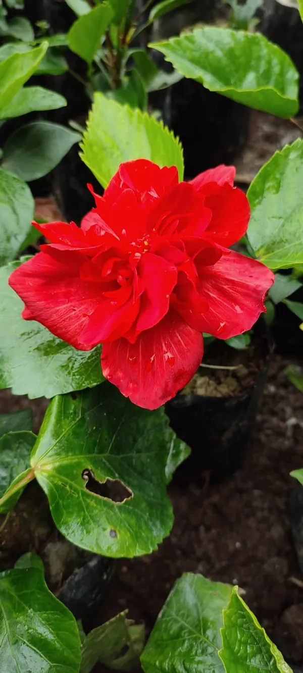Red_Daffodil_Hibiscus