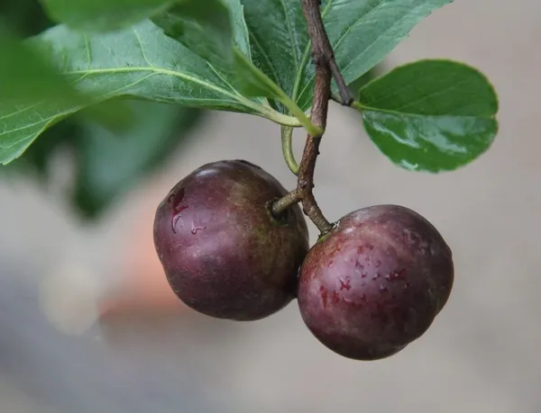 Manila_ball_cherry_Plant_|_Grafted_and_Hybrid_Plants
