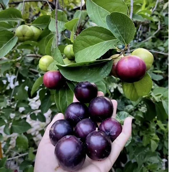 Manila_ball_cherry_Plant_|_Grafted_and_Hybrid_Plants