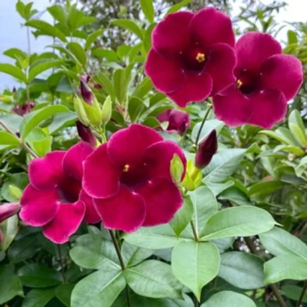 Allmanda_Red_Dwarf_Plant