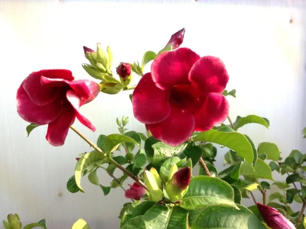 Allmanda_Red_Dwarf_Plant