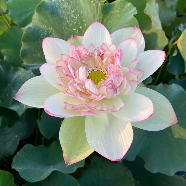 Green_Maiden_Lotus_Tuber