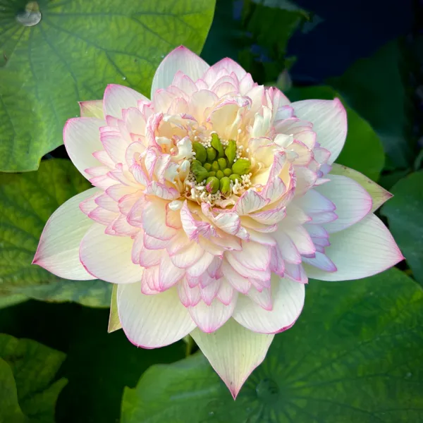 Green_Maiden_Lotus_Tuber