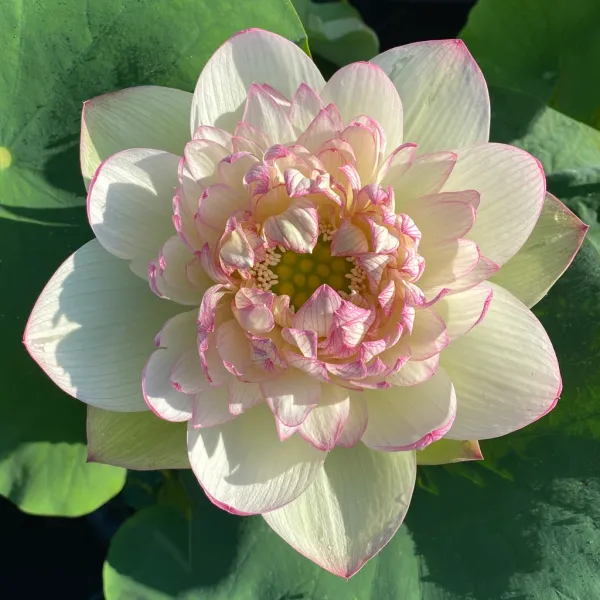 Green_Maiden_Lotus_Tuber
