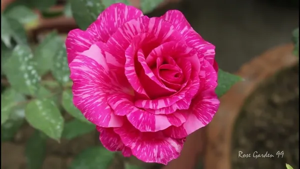 Kolkata_300_Rose