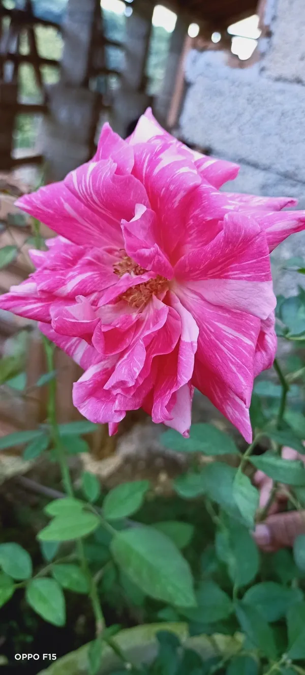 Kolkata_300_Rose