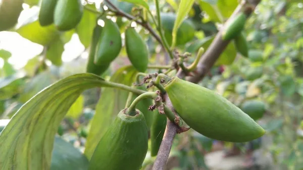 Coconut_Ber_Plant_|_Grafted_and_Hybrid_Plants