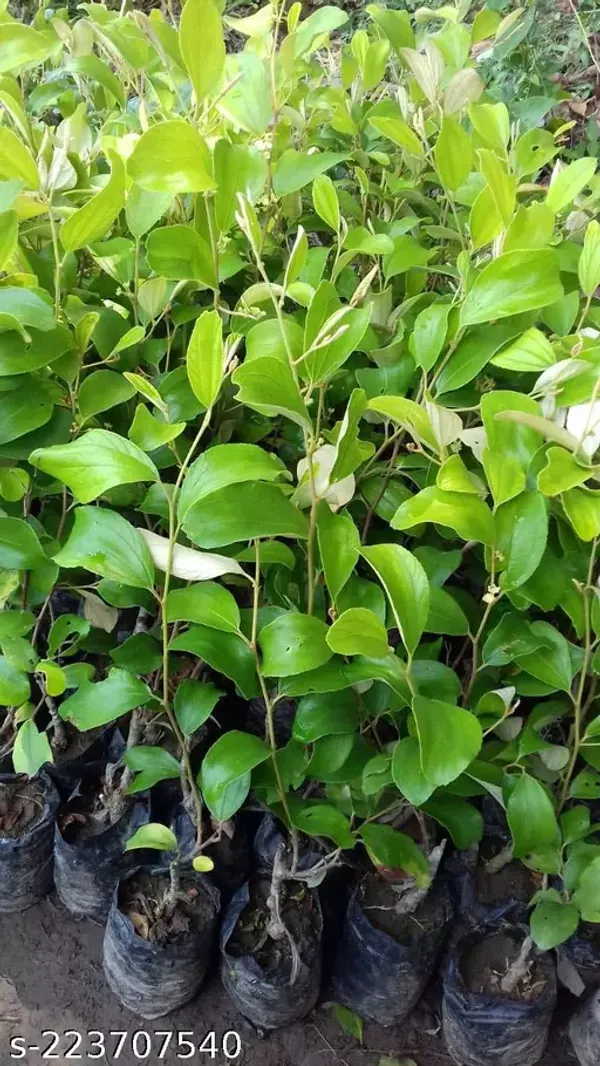 Coconut_Ber_Plant_|_Grafted_and_Hybrid_Plants
