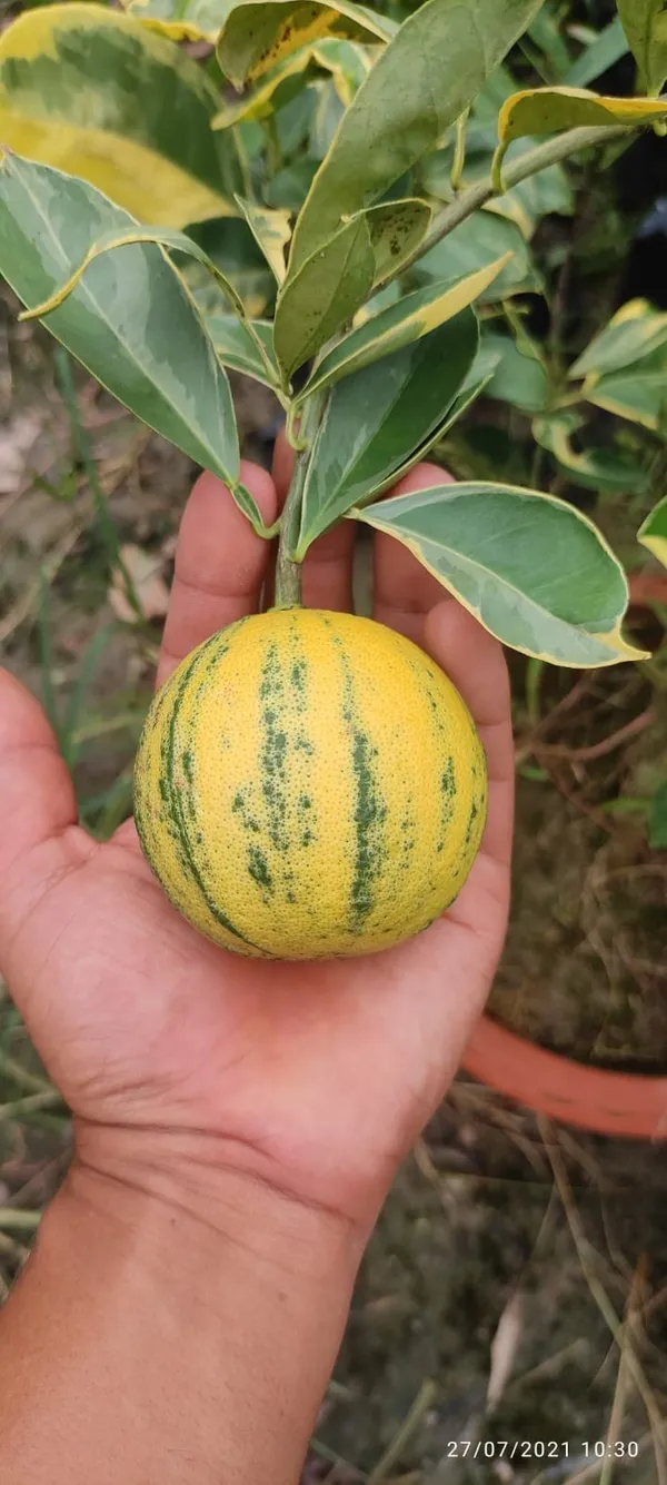 Verigated_Malta_Plant_|_Grafted_and_Hybrid_Plants