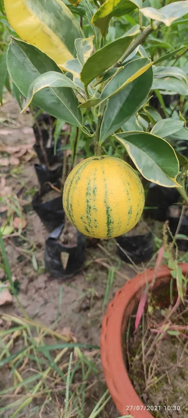 Verigated_Malta_Plant_|_Grafted_and_Hybrid_Plants