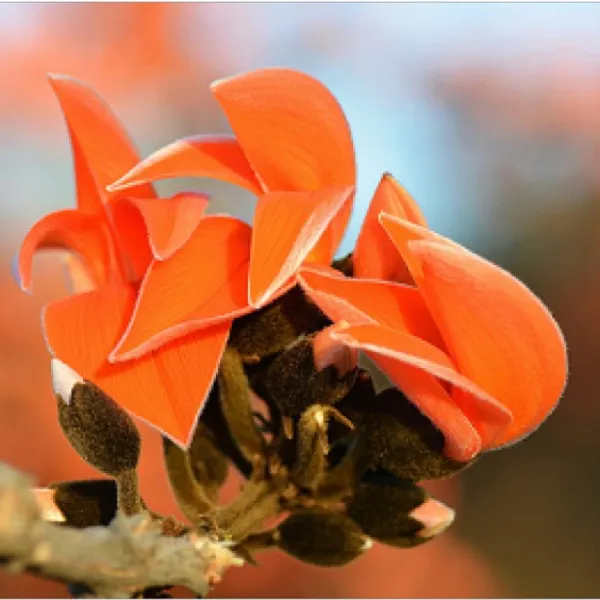 Red_Palash