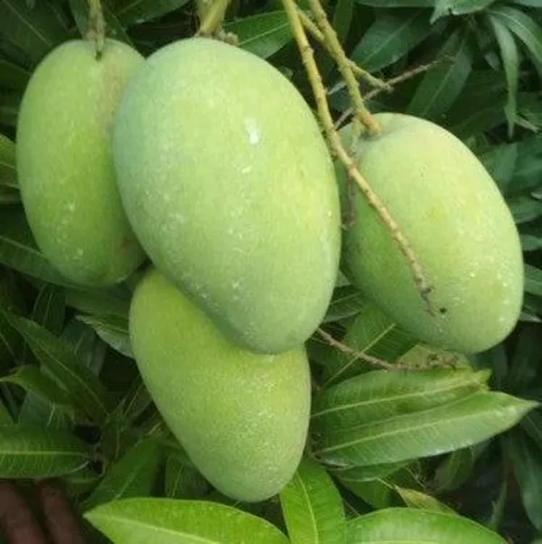 Banganpalli_Mango_|_Grafted_and_Hybrid_Plants