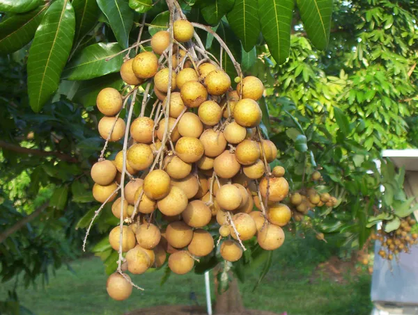 Khaki_Longan_Plant_|_Grafted_and_Hybrid_Plants