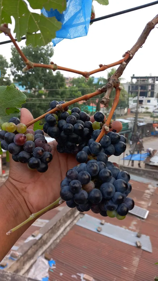 Anab_e_Shahi_Grapes,Hot_climate_|_Grafted_and_Hybrid_Plants