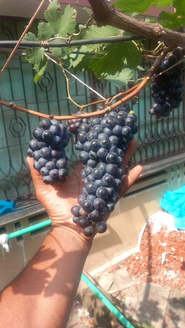 Anab_e_Shahi_Grapes,Hot_climate_|_Grafted_and_Hybrid_Plants
