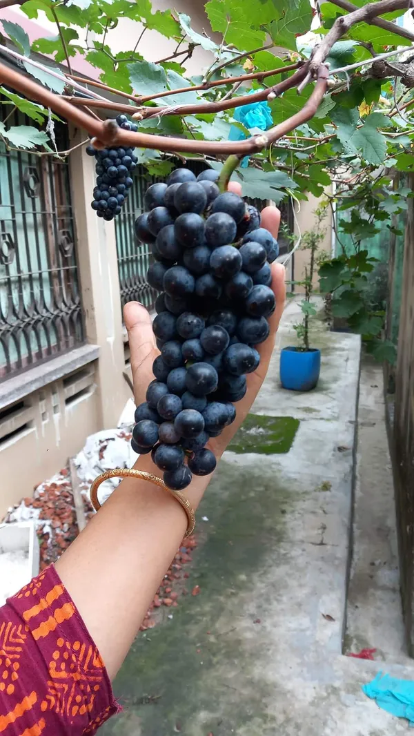 Anab_e_Shahi_Grapes,Hot_climate_|_Grafted_and_Hybrid_Plants